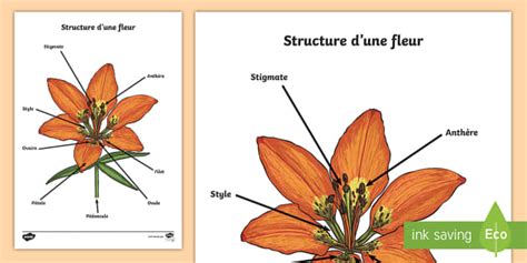 Schéma à compléter la structure d une fleur Twinkl