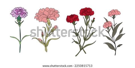 Set Carnation January Birth Month Flower Stock Vector (Royalty Free ...