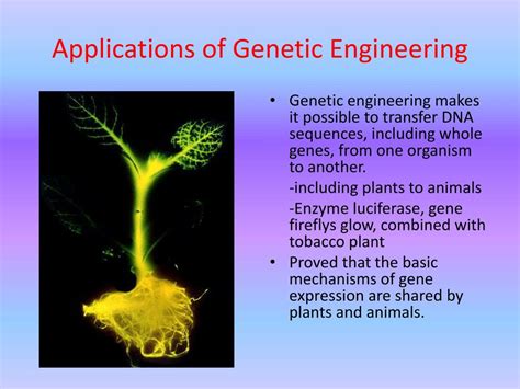 Ppt Genetic Engineering Powerpoint Presentation Free Download Id