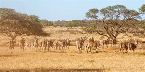 Eland Herd stock image. Image of reflections, africa - 138743585