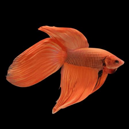 Male Betta Standard – Sims Tropical Fish | Tropical Fish, Aquarium ...