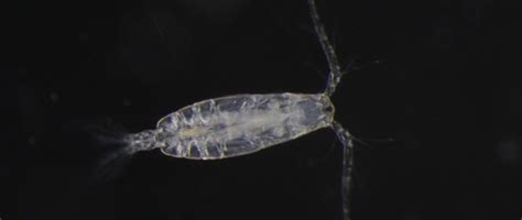 Plankton Information | Under the Scope