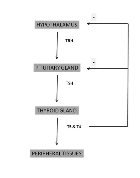 Hypothalamus Pituitary Thyroid Axis A Paradigm Of Negative Feedback