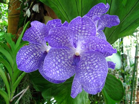 Vanda Sansai Blue