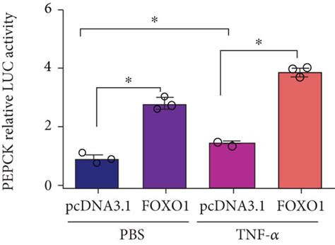 Tnf Transcriptionally Reduced Leprb Expression In A Foxo Dependent