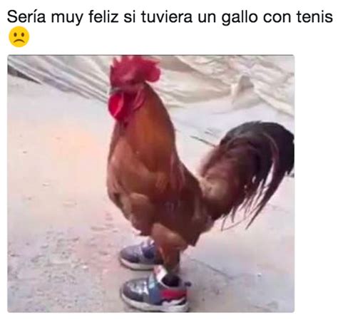 19 Hermosos Memes Que Te Harán Decir Jajaja Un Gallo Con Tenis