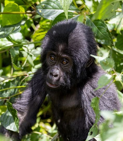 3 Days Flying Gorilla Safari To Southern Bwindi National Park Rushaga