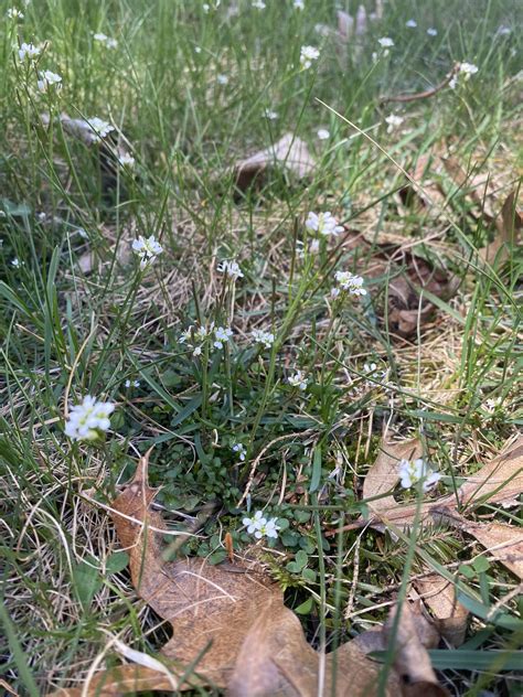 Staple - If you see this little white flowering “weed” in your lawn