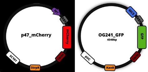 3: Graphical representation of constitutive mCherry plasmid and ...