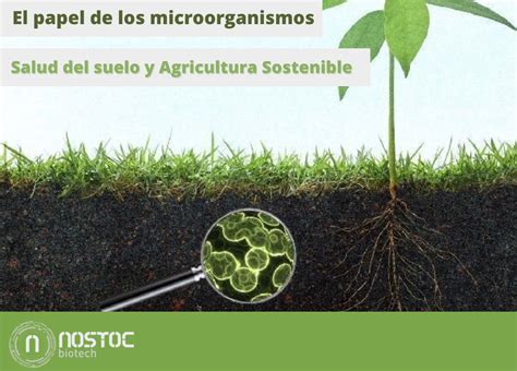 Microorganismos Su Papel En La Salud Del Suelo Y La Agricultura Sostenible