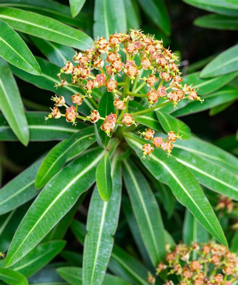 Jungle plants: 16 options for lush and leafy borders | Gardeningetc