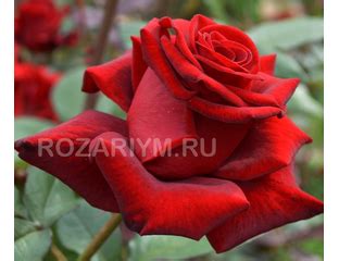 РОЗЫ ЧАЙНО-ГИБРИДНЫЕ И ФЛОРИБУНДА - Вечно Молодая (Forever Young)