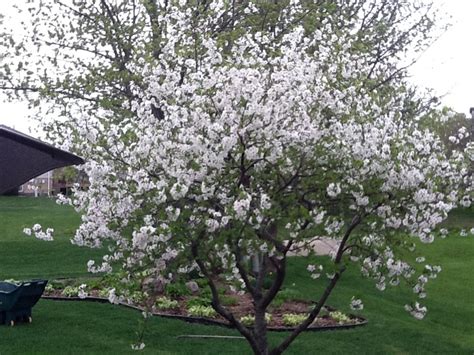 Montmorency Cherry Tree In Bloom Sour Cherries Orchard Garden