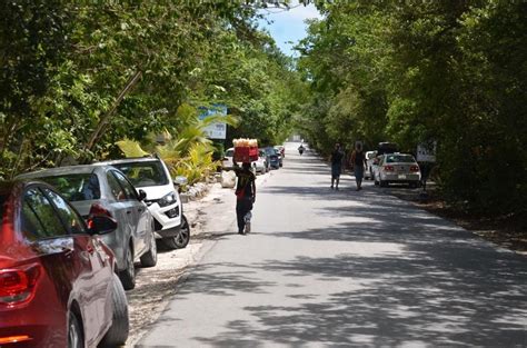 La Jornada Maya Quintana Roo La Jornada Maya Piojos Afectan Al