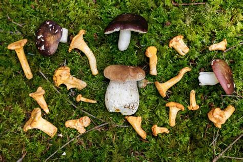 Harvest Of Wild Edible Mushrooms Porcini And Chanterelles On The Moss