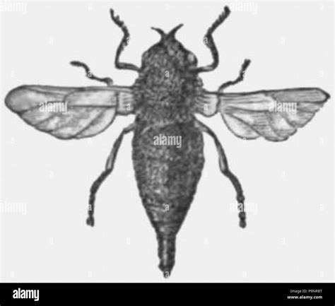 Drawing Of Bot Fly Gasterophilus Equi Published 1879 121 Amcyc