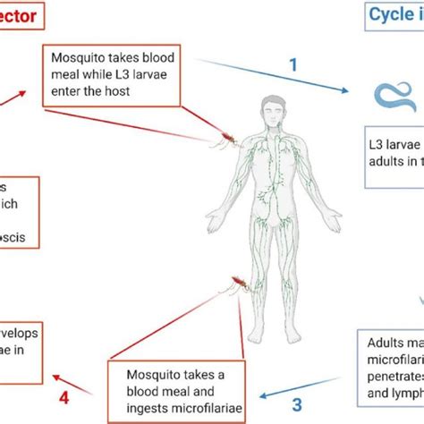 Life Cycle Of Filarial Parasites Demonstrated With W Bacncrofti Both Download Scientific