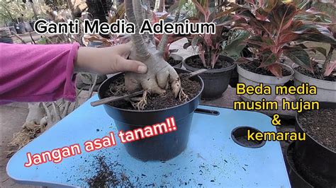 Ganti Media Adenium Kapan Waktunya Medianya Apa Saja Dan Cara