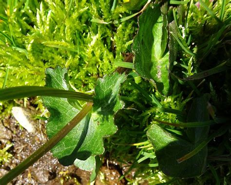 Caltha Palustris L Marsh Marigold World Flora Pl Ntnet Identify