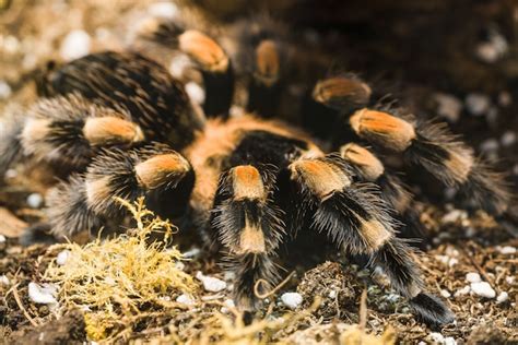 Premium Photo | Mexican redknee tarantula