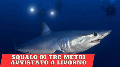 Gigantesco Squalo Mako Di Oltre Tre Metri Crea Panico A Livorno Youtube