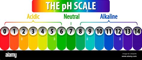 El diagrama de escala de pH en la ilustración de fondo blanco Imagen