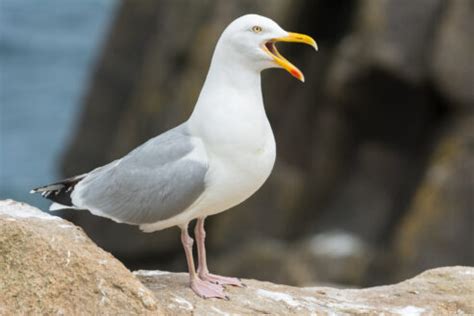 30 Types of Seagulls: A Fascinating Look at Their Diversity