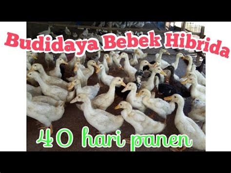 Cara Ternak Bebek Pedaging Umur Hari Panen Youtube