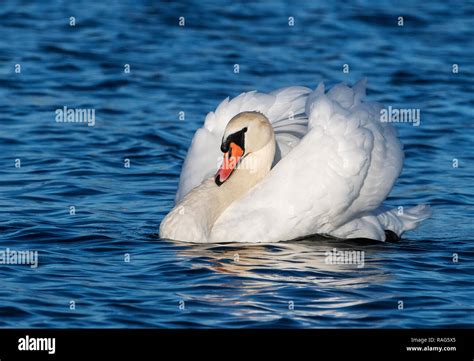 Mute Swan Cob Showing Dominant Aggressive Posture Stock Photo Alamy