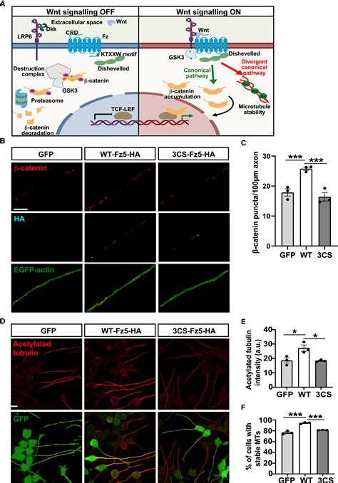 S Acylation Of The Wnt Receptor Frizzled By Zdhhc Controls Its