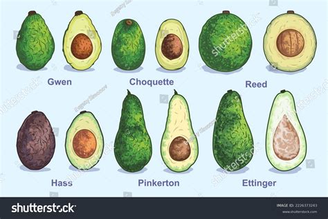 Vektor Stok Various Types Avocados Vector Illustration Set Tanpa