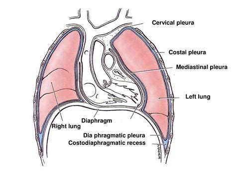 Ppt Respiratory System Powerpoint Presentation Free Download Id