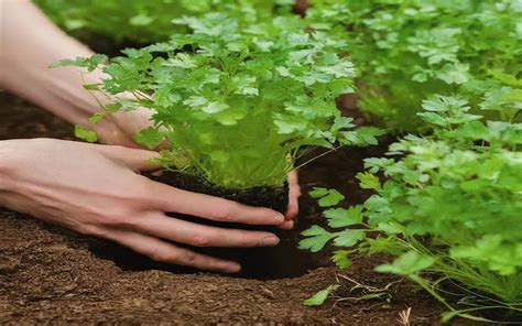 Growing Parsley From Seed A Step By Step Guide