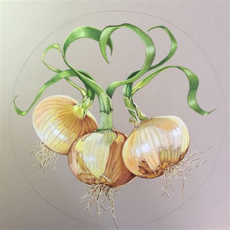 Vidalia Onion For Plate Object Drawing Chalkboard Art Color Pencil