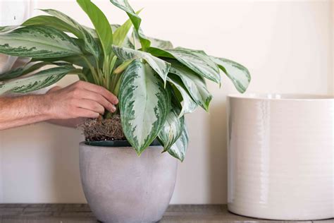 Aglaonema Plant Care And Growing Guide