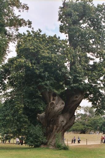 Ulmus Procera Part Swindon District Bonsai