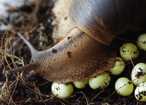 How Often Do Mystery Snails Lay Eggs Guide For Breeding