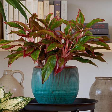 Indoor Plants | White Flower Farm