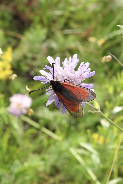 Thymian Bibernell Widderchen Bibernell Widderchen Thymian Flickr