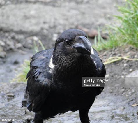 295 Black Crow Bird Stock Photos High Res Pictures And Images Getty