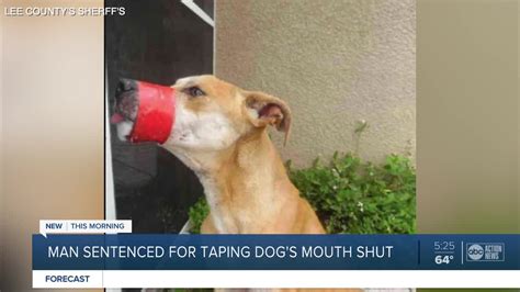 Florida Man Gets Probation For Taping Dogs Mouth Shut