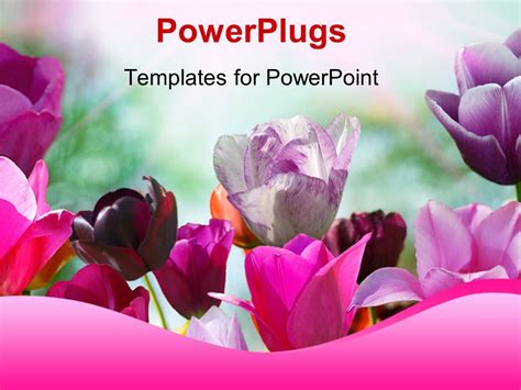 PowerPoint Template: Beautiful spring flowers in pink and purple with nature in background (27215)