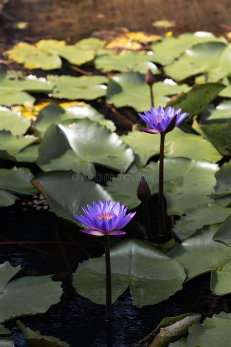 Two Lotus Flowers Are Standing On The Water Lotus Flower Photo Stock