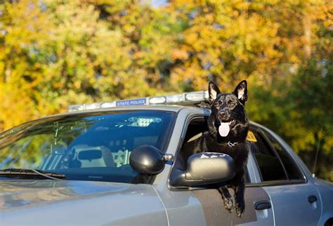 Connecticut State Police canine to receive donated protective vest