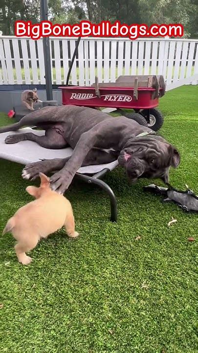 Cane Corso Is A Gentle Giant Look How The Puppies Love Her 🥰😍‼️💚