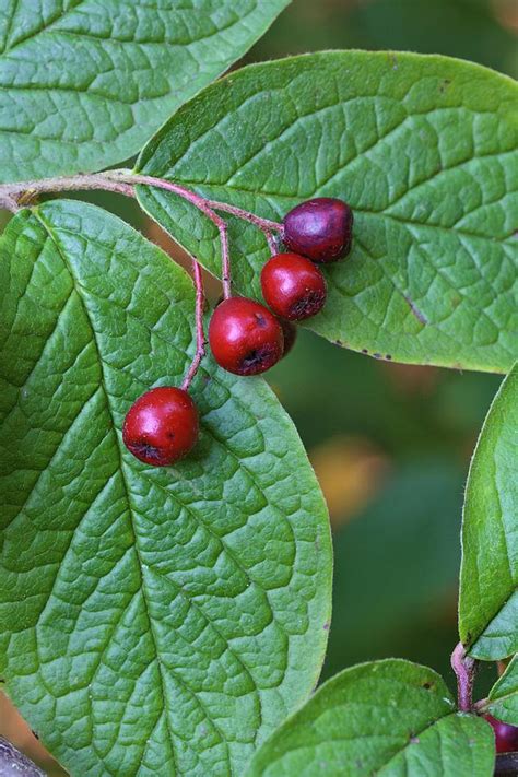 Cotoneaster Bullatus Photograph By Geoff Kiddscience Photo Library