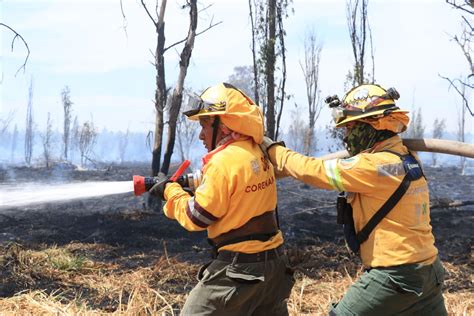 Combaten Brigadistas 592 Incendios Forestales