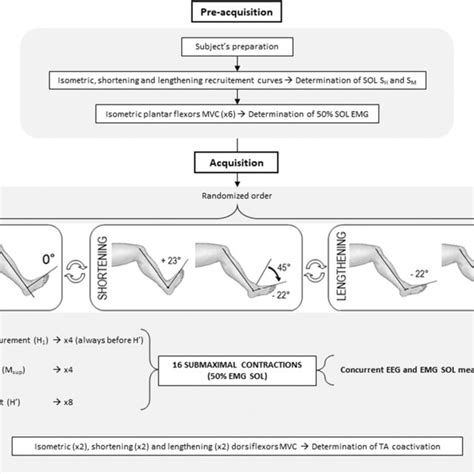 Experimental Protocol MVC Maximal Voluntary Contraction 50 EMG SOL