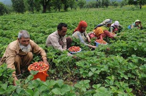 Over 60000 Farmers Avail Benefits Of Pm Kisan Yojana In Udhampur