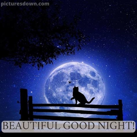 Good Night Moon Image Cat Picturesdown